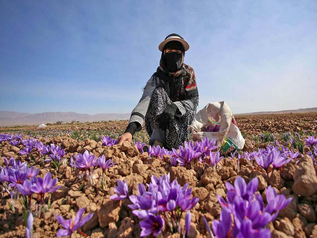 ایران ۹۰ درصد زعفران جهان را تامین می‌کند